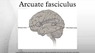 Arcuate fasciculus [upl. by Ardnossak]