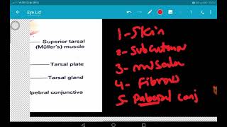 Eyelid Malpositions and Inflammations  Mohamed Idris [upl. by Mohammad]