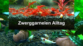 Zucht Garnelen Neocaridina und Caridina Geschichten aus dem Alltag eines Züchters mit Zwerggarnelen [upl. by Moskow]