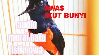 audio murai batu mewah  pancingan murai batu AMPUH JOSS kicaumanianusantara birds muraibatu [upl. by Gerg854]