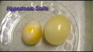 Egg Osmosis Hypertonic vs Hypotonic Solution [upl. by Treva]