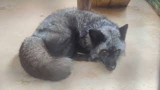 Melanistic red fox aka the silver fox at Everglades Holiday Park part 2 [upl. by Carina]