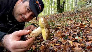 Esplorando i Funghi Porcini in calabria  Consigli Dal Bosco alla Tavola [upl. by Othello381]