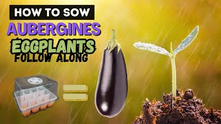 How to Sow Aubergines from SEED at Home  GROW the Perfect Eggplant [upl. by Gwenore]