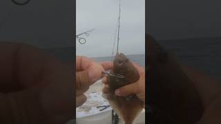 Halibut Vs Sand Dab fish fishing fishinglife halibut sanddab [upl. by Jedediah]