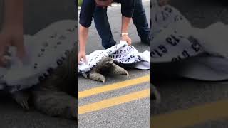 Sloth Gives HighFive to Man Who Helped Him Sloths Shorts [upl. by Aprile447]