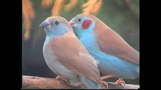 Doug freeman waxbill 1 part A [upl. by Esmeralda334]