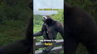 How GIBBONS sound gibbon monkey apes goku wildlife zoo forest sun nature [upl. by Yedok]