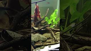 Asian Biotope Style Aquascape biotopeaquarium shorts [upl. by Alesram]