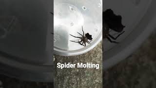 Spider actual Molting😱 [upl. by Assyral]