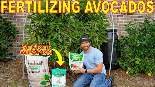 How To FERTILIZE AVOCADO TREES For INSANE Fruit Set COMPLETE GUIDE [upl. by Ahsele]