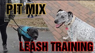 Training Two Pit Mixes to Walk in Peddlers Village [upl. by Niaz896]