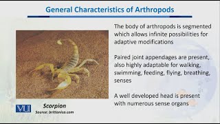 General Characteristics of Arthropod  Biodiversity amp EvolutionII  BT201Topic043 [upl. by Gussie551]