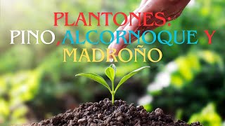 NUEVOS PLANTONES PARA EL PISO bonsái arboles naturaleza plantas [upl. by Nnyltiac373]