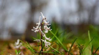 한국의 야생화  쇠뿔현호색Corydalis cornupetala [upl. by Lauter]