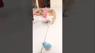 This cat toy is amazing 😹  Awesome Cat Toy  cat shorts catlover [upl. by Leuqer82]