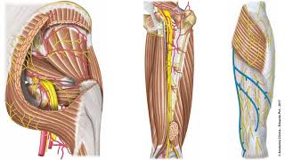 L32  Inervación del miembro inferior  Anatomía 2  FMed UBA [upl. by Morel]