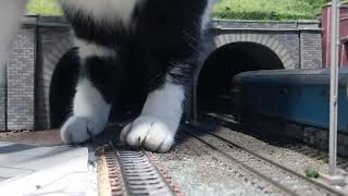 PawDon Me Cat Squeezes Out of Model Train Tunnel [upl. by Ogeid775]