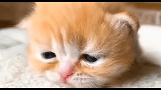 Kitten Meows Sounds for Relaxation 🐾😽  Adorable ASMR Experience [upl. by Acirdna]