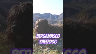 Bergamasco Sheepdog Ancient Herding Dog [upl. by Hemetaf201]