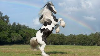 quotLatchos Tamborinequot Gypsy Vanner Horse stallion [upl. by Naivaf]