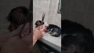 Trimming a dogs paw with scissors Biewer Yorkshire Terrier dog grooming [upl. by Stafani]