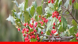 18 Species Of Holly Plants 🛋️ [upl. by Joaquin]