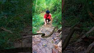 spitting snake cobra part 133 shorts viral [upl. by Sami]