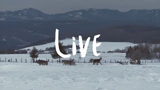 Charlevoix Tourism  Live winter [upl. by Anoid]