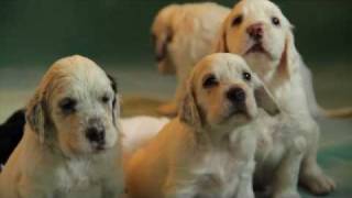 English Setters puppies  4 weeks Kennel Marisett [upl. by Kenrick]