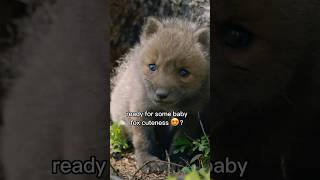 Baby Foxes are the Cutest 🦊 Cuteness Overload😍 [upl. by Sheng]