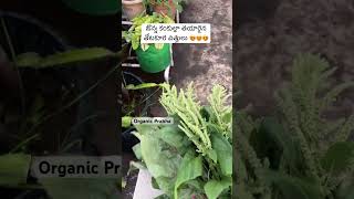 Amaranths Seeds on Terrace garden OrganicPrabha [upl. by Quiteri]