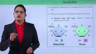 Class10th – Introduction  Biomolecules  Nucleic Acid  Tutorials Point [upl. by Lennor]