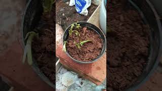 Planting coriander roots easy fast growth [upl. by Aneertak464]