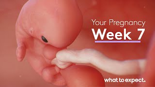 7 Weeks Pregnant  What to Expect [upl. by Idurt]