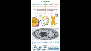 Chromatin Meaning geneticteacher [upl. by Rosenberger]