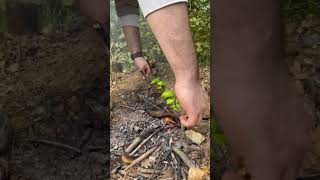 Roasting Peppers Over a Campfire Simple and Delicious Method [upl. by Barabbas85]