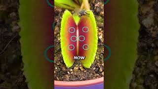 Worlds Fastest Fly vs Venus Flytrap [upl. by Swane]