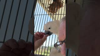 Shoulder Sugarbird parrot bird cockatoo [upl. by Drabeck]