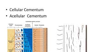 Dental anatomy Cementum [upl. by Martelli]