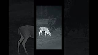 Georgia buck limping Rut fights Thermal image deer bucks thermal [upl. by Aisyle677]