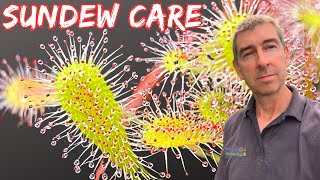 DROSERA SUNDEWS The best CARE TIPS to keep them thriving [upl. by Amekahs]