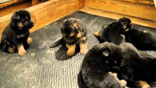 3 Week Old German Shepherd Puppies [upl. by Beauvais]