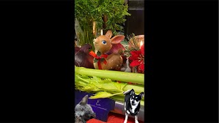 Holiday Cooking wTazz🐶 amp Roxy🦊 LIVE Part 2🦃🍅🥒🥕🧄🍠🧑‍🍳🦃 [upl. by Aedrahs]