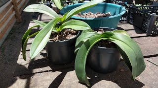 COMO PLANTAR ORQUÍDEAS PHALAENOPSIS EM VASO MAIOR [upl. by Dygal]