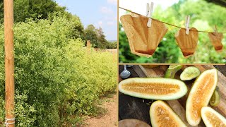 Saatgutvermehrung im Hobbygarten 🌾🌻 Wichtige Grundlagen Bestäubung Verkreuzung Botanik Isolation [upl. by Guyon]