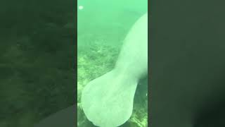 The Gentle Giants of Florida Exploring the Life of the Manatee in Crystal Clear Spring Waters [upl. by Yrome]