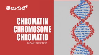 Chromatin Chromosome Chromatid in Telugu  Cell Biology [upl. by Mazman397]