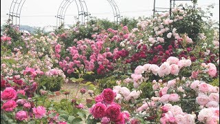 David Austin English Rose Garden in Sennan City [upl. by Annaul998]