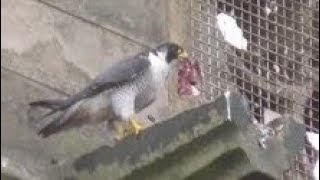 PEREGRINE FALCON FOOD PASS  Tiercel to Female  Falco peregrinus [upl. by Amilb]